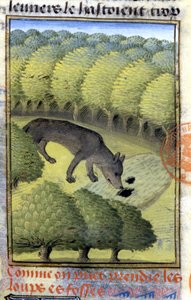 狼 - 在“《福伊斯伯爵，贝亚恩领主加斯顿·福比斯的狩猎书》”中 作者 法语学校