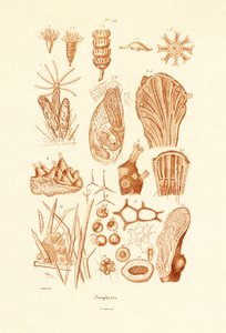 Zoophytes，1833-39 作者 法语学校