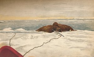 1897年9月12日，海象在泰米尔半岛的东海岸遇难