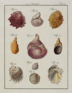 海贝壳：Chamae，Pinnae，来自Neues systematisches Conchylien-Cabinet，1784（手工蚀刻和雕刻） 作者 弗里德里希·海因里希·威廉·马蒂尼