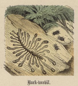 树皮象鼻虫（彩色雕刻） 作者 弗里德里希·斯佩克特（Friedrich Specht）