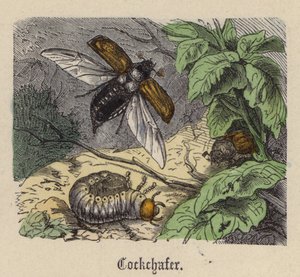Cockchafer（彩色雕刻）。 作者 弗里德里希·斯佩克特（Friedrich Specht）