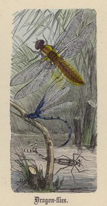 蜻蜓（彩色雕刻） 作者 弗里德里希·斯佩克特（Friedrich Specht）