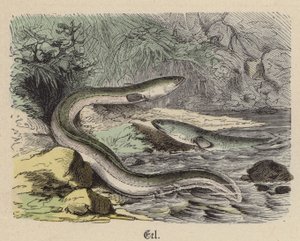 Eel (coloured engraving) 作者 弗里德里希·斯佩克特（Friedrich Specht）