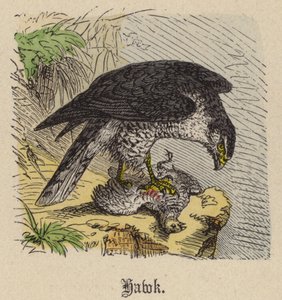 鹰（彩色雕刻） 作者 弗里德里希·斯佩克特（Friedrich Specht）