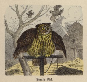 角鸮（彩色雕刻） 作者 弗里德里希·斯佩克特（Friedrich Specht）