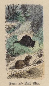家鼠和田鼠（彩色雕刻）。 作者 弗里德里希·斯佩克特（Friedrich Specht）