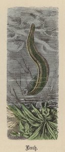 李奇（彩色雕刻 作者 弗里德里希·斯佩克特（Friedrich Specht）