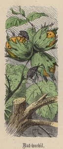 坚果象鼻虫（彩色雕刻） 作者 弗里德里希·斯佩克特（Friedrich Specht）