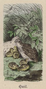 鹌鹑（彩色雕刻） 作者 弗里德里希·斯佩克特（Friedrich Specht）