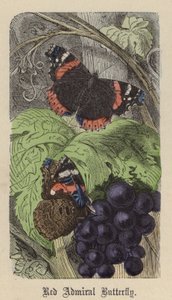红海军上将蝴蝶（彩色雕刻） 作者 弗里德里希·斯佩克特（Friedrich Specht）