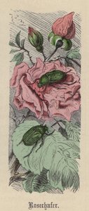 Rosechafer（彩色雕刻） 作者 弗里德里希·斯佩克特（Friedrich Specht）