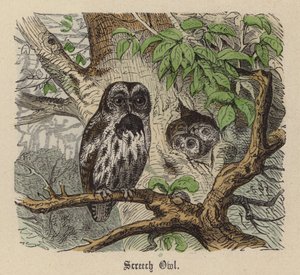 尖叫猫头鹰(彩色雕刻) 作者 弗里德里希·斯佩克特（Friedrich Specht）