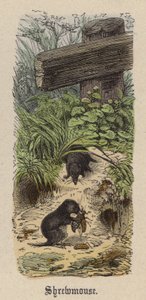 Shrewmouse（彩色雕刻） 作者 弗里德里希·斯佩克特（Friedrich Specht）