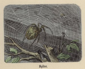 蜘蛛（彩色雕刻 作者 弗里德里希·斯佩克特（Friedrich Specht）