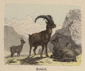 史坦博克（彩色雕刻品 作者 弗里德里希·斯佩克特（Friedrich Specht）