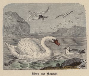 Swan and Seamew（彩色雕刻） 作者 弗里德里希·斯佩克特（Friedrich Specht）