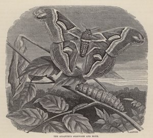 臭椿蚕蛾（版画） 作者 弗里德里希·斯佩克特（Friedrich Specht）