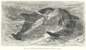 普通海豚（Delphinus Delphis）（雕刻） 作者 弗里德里希·斯佩克特（Friedrich Specht）