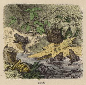 Toads (coloured engraving) 作者 弗里德里希·斯佩克特（Friedrich Specht）