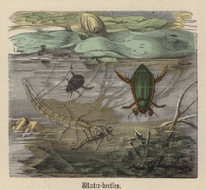水甲虫（彩色雕刻） 作者 弗里德里希·斯佩克特（Friedrich Specht）