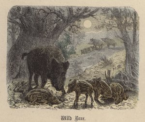 野猪(彩色雕刻) 作者 弗里德里希·斯佩克特（Friedrich Specht）