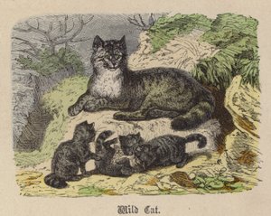 野猫（彩色雕刻） 作者 弗里德里希·斯佩克特（Friedrich Specht）