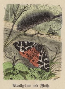 毛熊和飞蛾（彩色雕刻） 作者 弗里德里希·斯佩克特（Friedrich Specht）