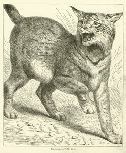 猞猁（雕刻）