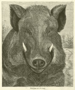 野猪（雕刻