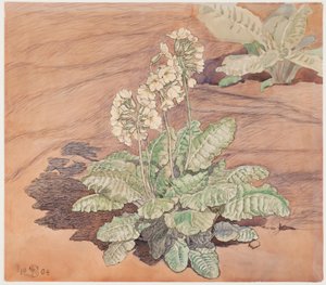 在阳光下种植报春花 作者 弗里茨·西伯格