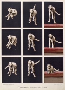 Daniel Bellet（chromolitho）的“科学最后的奇迹”中的猫瀑布 作者 拉斯拉兹