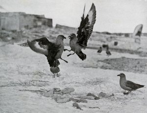 贼鸥（Suaa Gulls）争夺一些强力啤酒，1911年，1913年