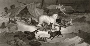熊狩猎，由JC McRea雕刻，来自&39;1853年54,55&39;的北极探险，第一卷，由Elisha Kent Kane博士（1820-57）出版，费城，1856年 作者 怀特