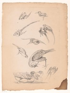 十一种中国鸟类，包括鸭子和鹦鹉
各种中国鸟类（系列名称）
Livre des differentes éspeces d