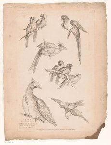 中国黑鬼
Verschillende Chinese vogels（系列名称）
Livre des differentes éspeces d