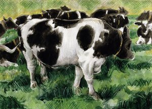 Friesian Cows（wc）