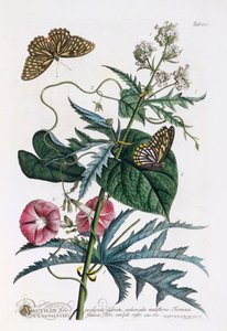 1.Abutilon, 2. Convolvulus, 约1748年手绘版画。