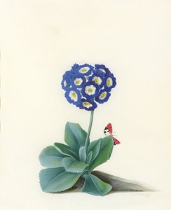 蓝花 作者 格奥尔格·狄奥尼修斯·埃雷特
