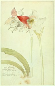 孤挺花，百合，水仙，印度