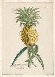 Ananas sativus，菠萝，约1740-1770。 作者 格奥尔格·狄奥尼修斯·埃雷特
