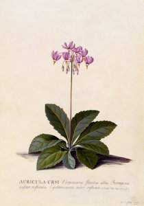 Aricula ursi，Shooting Star，c.1744（手工彩色雕刻） 作者 格奥尔格·狄奥尼修斯·埃雷特