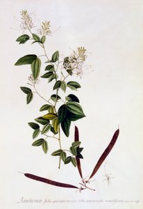 紫荆花，约1745年手绘版画。 作者 “乔治·狄奥尼修斯·埃雷特