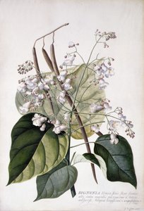 Bignonia（牛皮纸上的铅笔、水彩和人体彩绘） 作者 格奥尔格·狄奥尼修斯·埃雷特