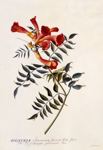 Bignonia Americana，c.1743（手工雕刻） 作者 格奥尔格·狄奥尼修斯·埃雷特