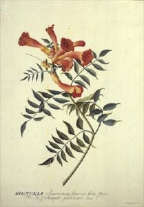 水彩画中的Bignonia americana 作者 格奥尔格·狄奥尼修斯·埃雷特