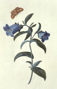 坎特伯雷贝尔（Campanula） 作者 格奥尔格·狄奥尼修斯·埃雷特