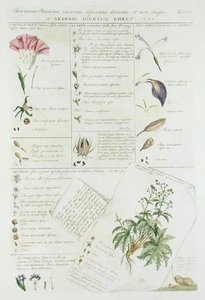 花的特征，摘自《Plantae et Papiliones Rariores》，1748-59年出版（手绘版）。 作者 格奥尔格·狄奥尼修斯·埃雷特
