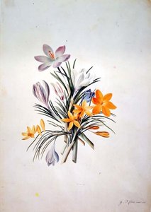 番红花束 作者 格奥尔格·狄奥尼修斯·埃雷特