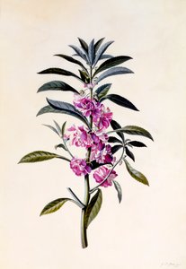 花园香脂Impatiens Balsamina，约1746年手绘版画。